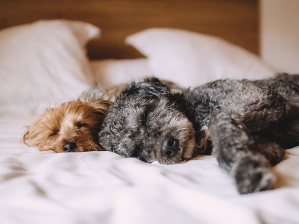 Bed met twee honden slapend erop